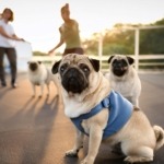 Pug Training Tips