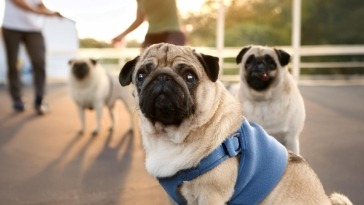 Pug Training Tips