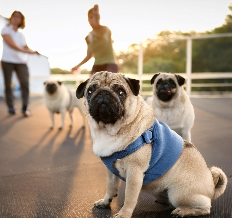 Pug Training Tips