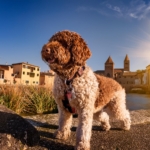 owning a Lagotto Romagnolo