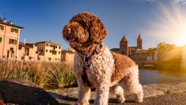 owning a Lagotto Romagnolo