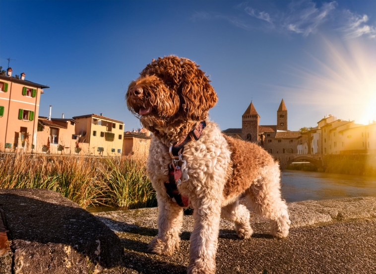 owning a Lagotto Romagnolo