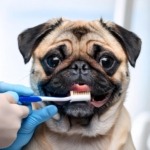 Pug Dental Care