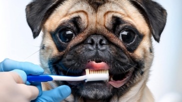 Pug Dental Care