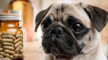 pug supplements