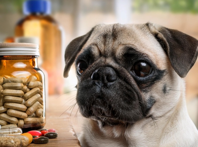 pug supplements