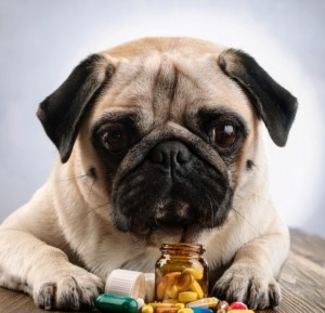 pug health supplements