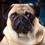 Pug in History