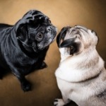 pugs lifespan