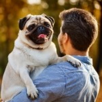 pug behavior