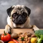 Pugs Diet