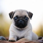 pug Joyful Addition to Your Family