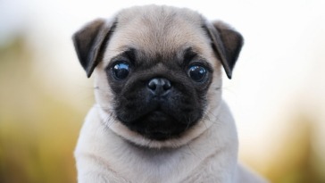 pug Joyful Addition to Your Family