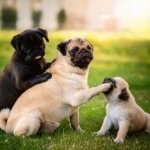 Mastering Pug Grooming