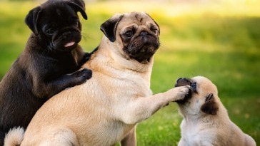 Mastering Pug Grooming