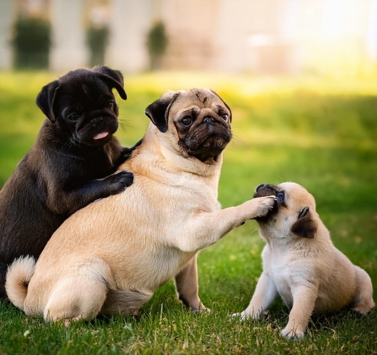 Mastering Pug Grooming