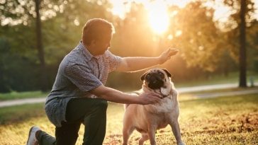 retro-pug-get-training