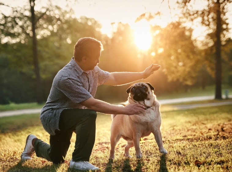 retro-pug-get-training