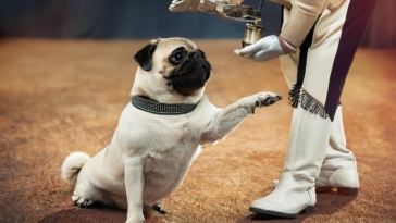 unique retro pug