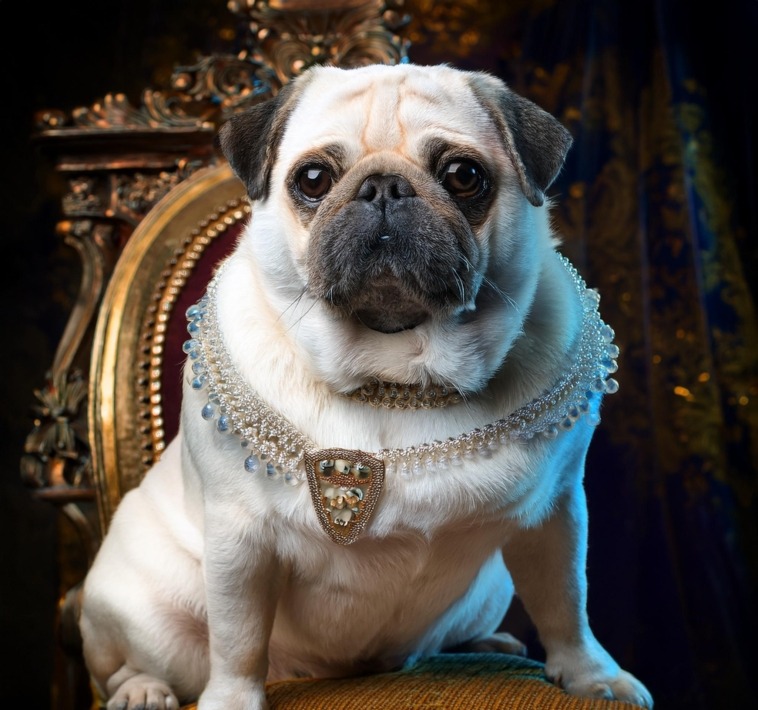 Queen Victoria's Pug