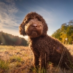 Training Resources for Lagotto Romagnolo