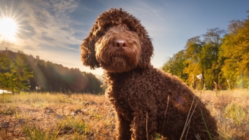 Training Resources for Lagotto Romagnolo