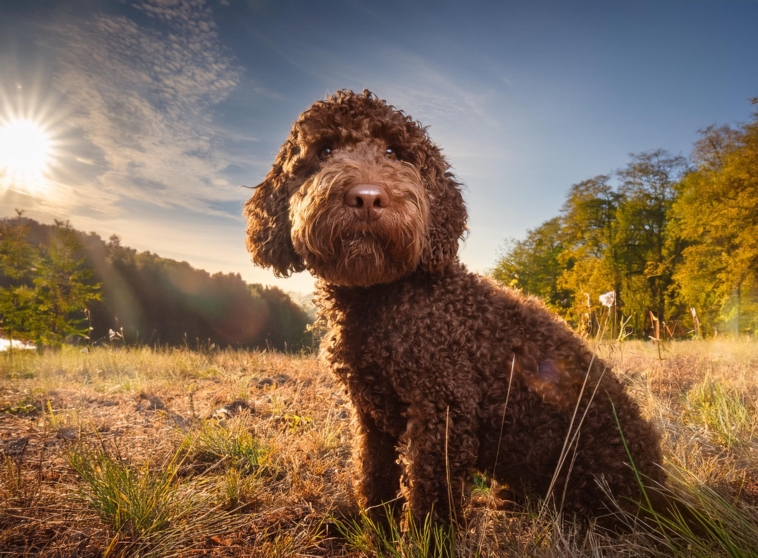 Training Resources for Lagotto Romagnolo