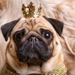 The Royal Pugs