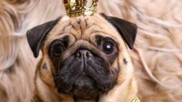 The Royal Pugs