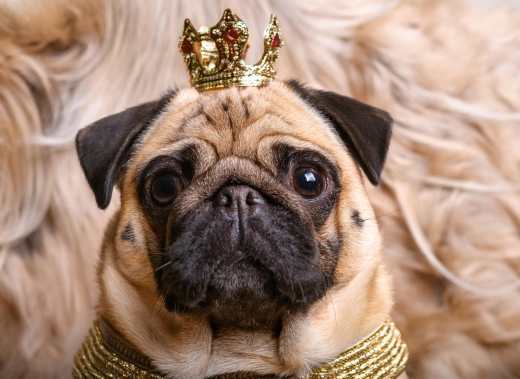 The Royal Pugs