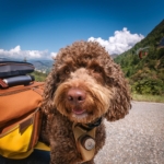 Top Tips for Traveling with Your Lagotto Romagnolo