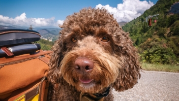 Top Tips for Traveling with Your Lagotto Romagnolo