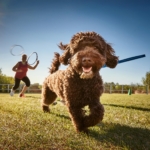 Training for Lagotto Romagnolo