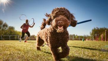 Training for Lagotto Romagnolo