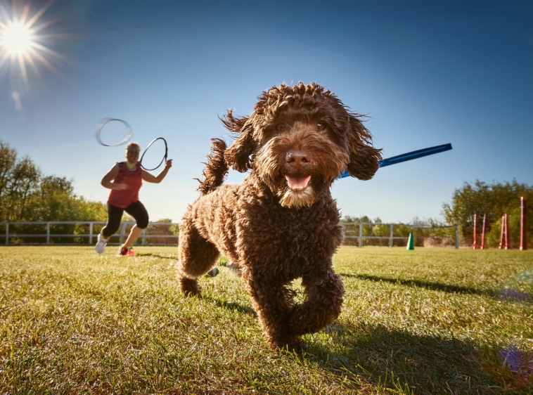 Training for Lagotto Romagnolo