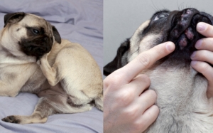 Otitis Pug Dog