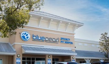 A Comprehensive Guide to BluePearl Pet Hospitals: Services and Specialties