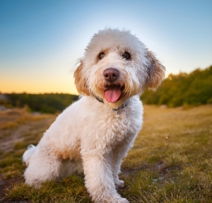 lagotto Romagnolo Attention sign