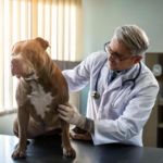 oral health of pitbull