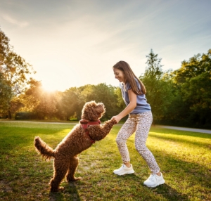 The Ultimate Guide to Training Apps for Lagotto Romagnolo Dogs