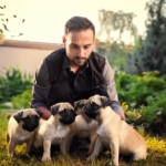 A master care his pug puppies