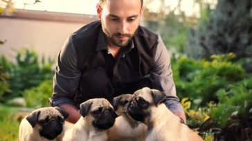 A master care his pug puppies