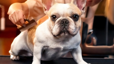 How to Choose the Best Grooming Products for Your French Bulldog