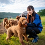 Lagotto Romagnolo Rescue Organizations: How You Can Make a Difference