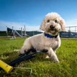 Advanced Training for Lagotto Romagnolo