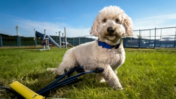 Advanced Training for Lagotto Romagnolo