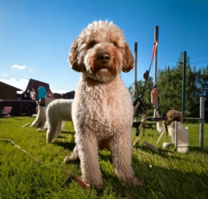 Advanced Training for Lagotto Romagnolo