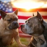 American Bullies vs. Pitbulls