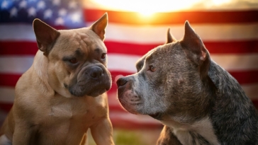 American Bullies vs. Pitbulls