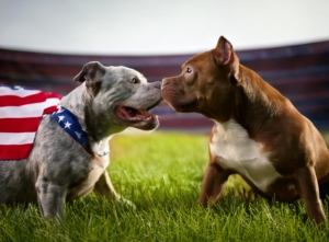 American Bullies vs. Pitbulls